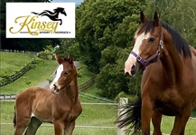 Sponsor Profile: Kinsey Sport Horses