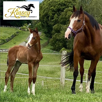 Sponsor Profile: Kinsey Sport Horses